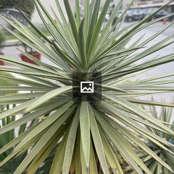 Aloe Yucca Plant Close-Up