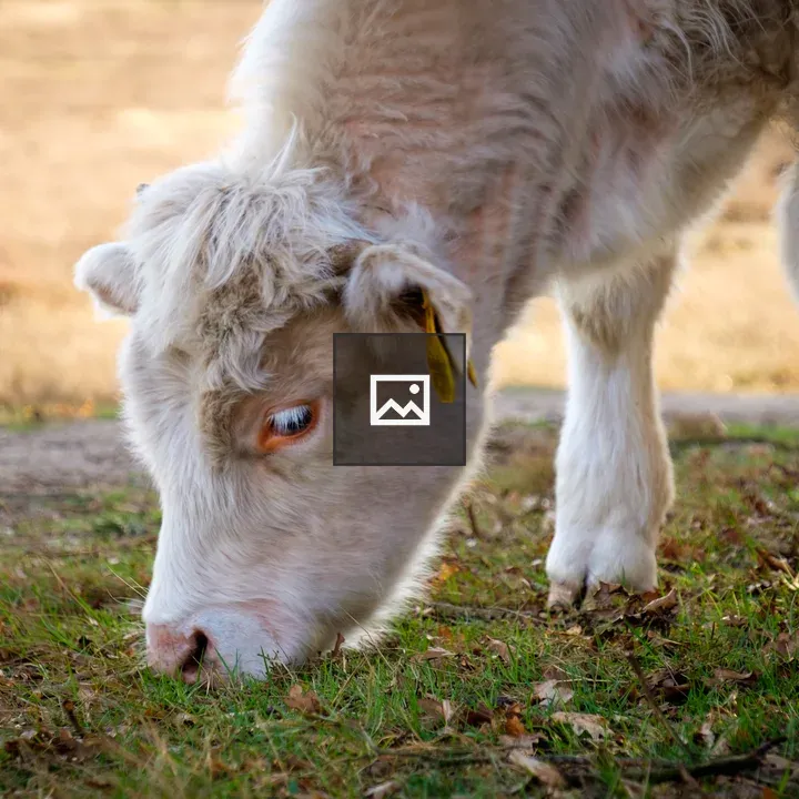 Cow Grazing</title>