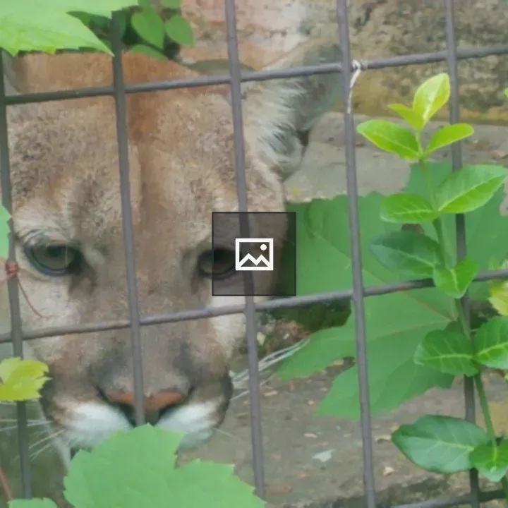 Mountain lion