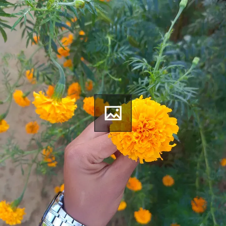 Hand Holding Orange Marigold