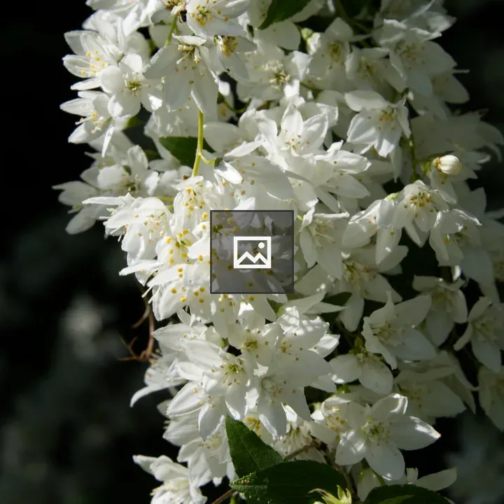 Deutzia Flower in Shade