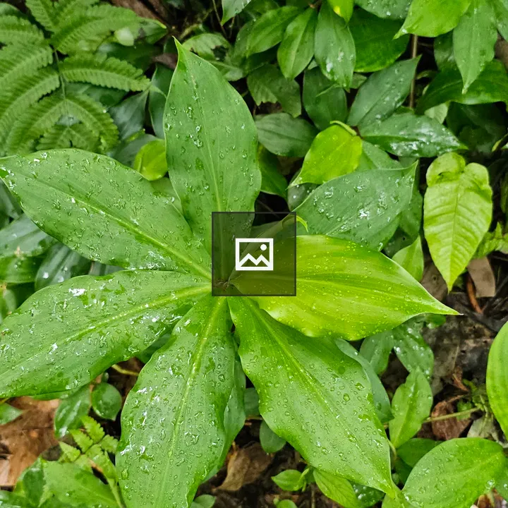 Top-Down Green Plant with Raindrops