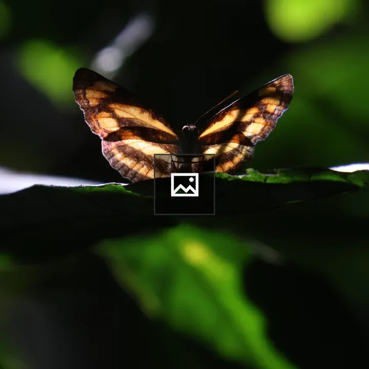 Butterfly in Satchhari National Park