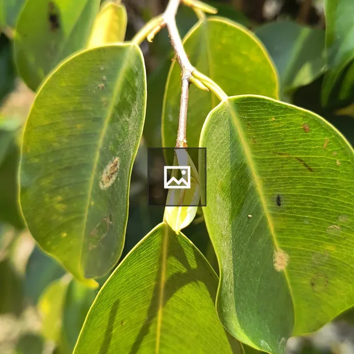 Plant leaves with spots