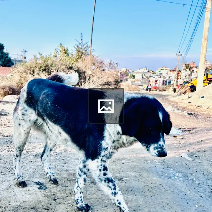 Dog by Nakhu River Banks