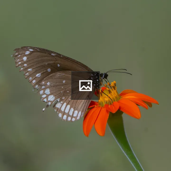 Common Crow Butterfly on Orange Flower