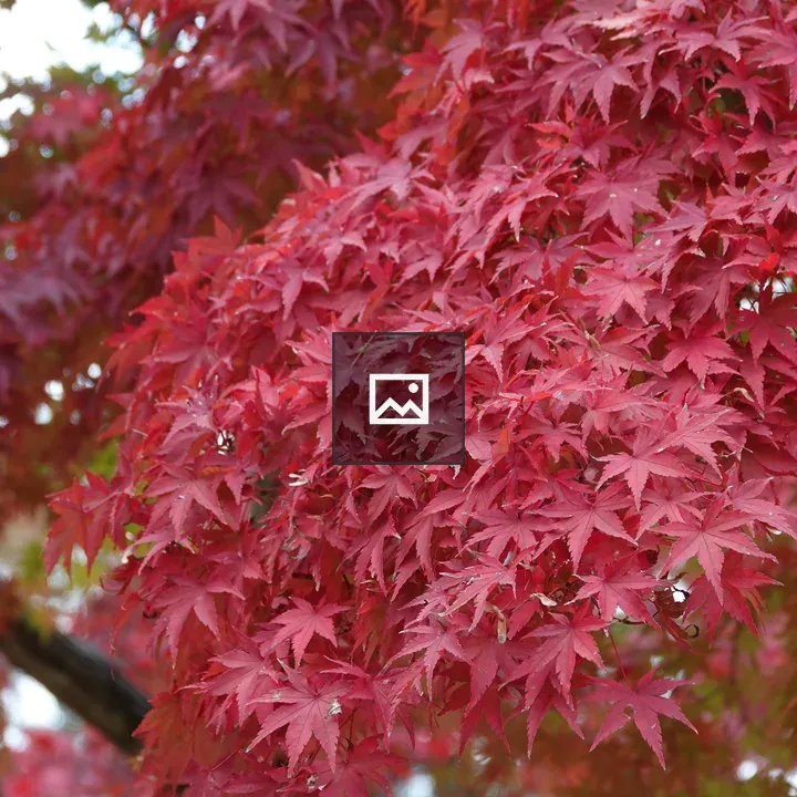 Leaves Changing Color