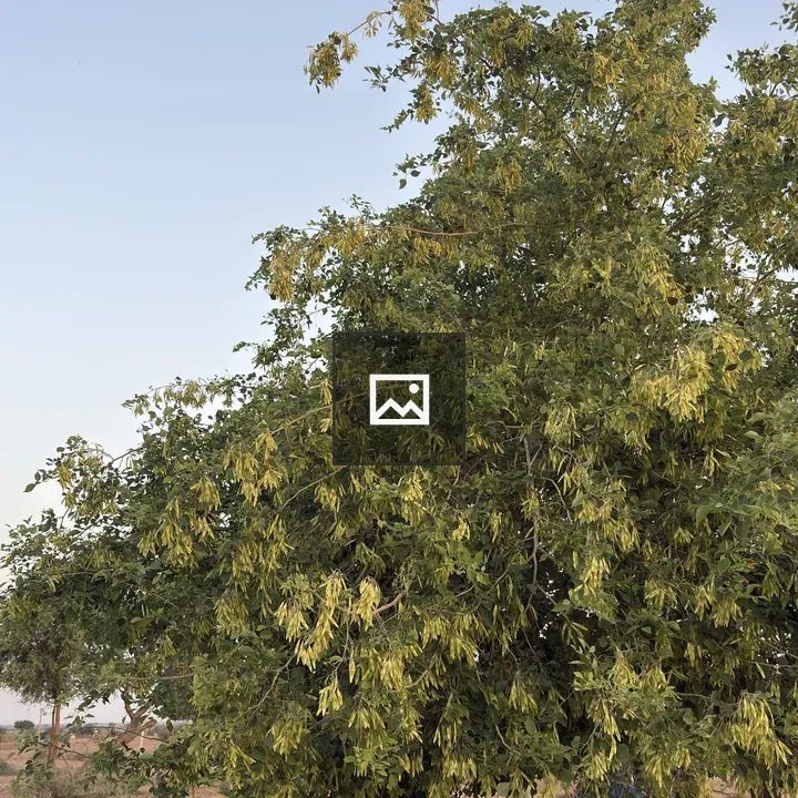 Leafy tree with seed pods