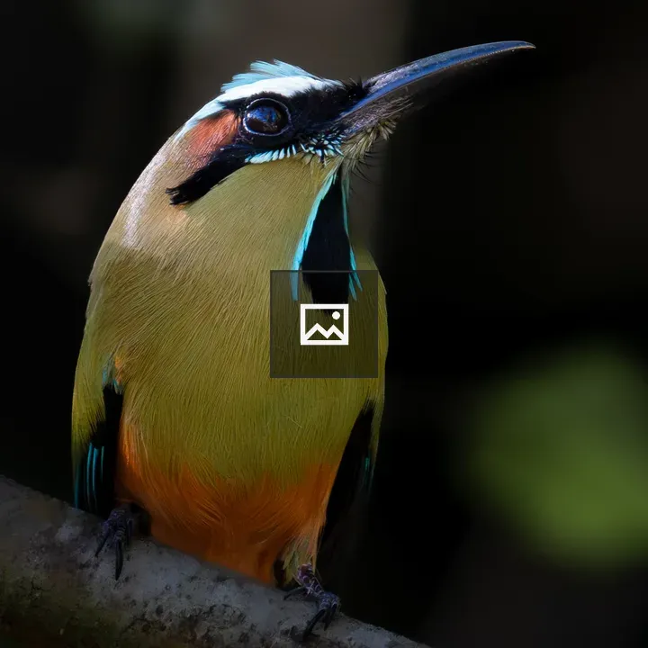 Brightly colored bird close-up