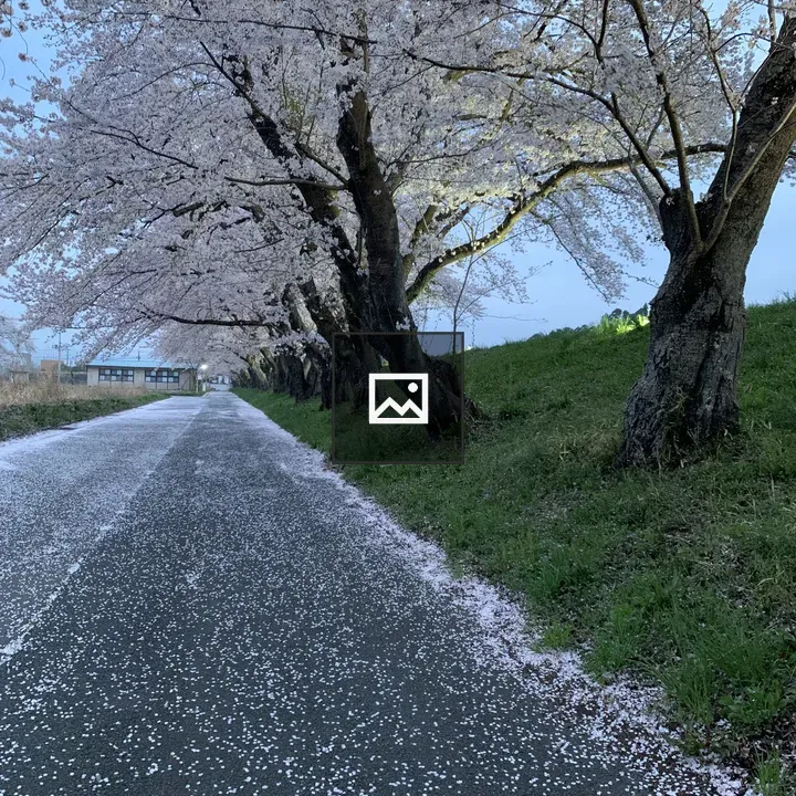 Japan sakura