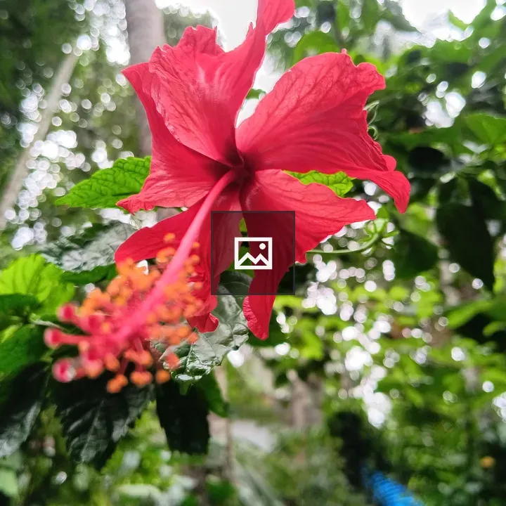 Hibiscus Portrait Chembarathi