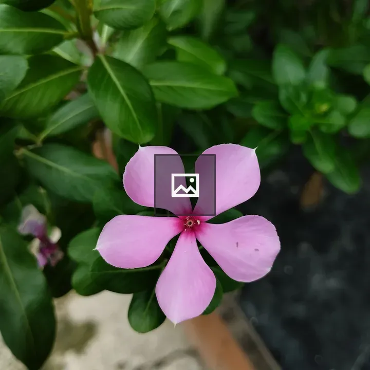 Catharanthus roseus Pink Blooms