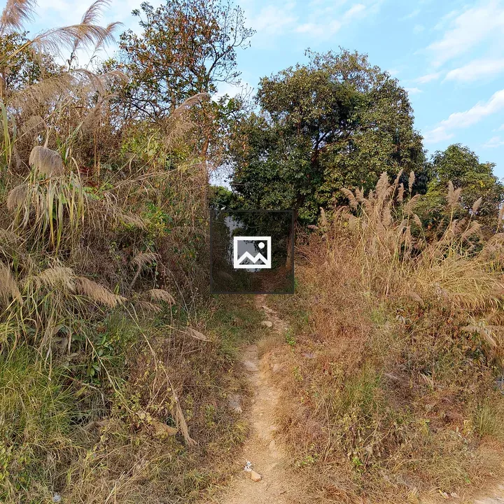 Narrow dirt path through vegetation