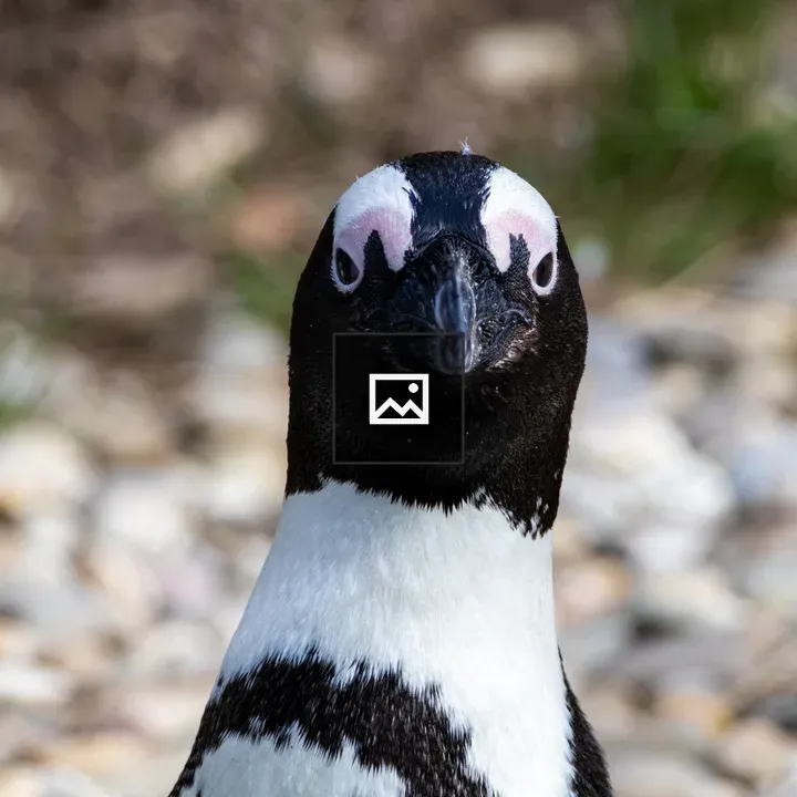 Penguin portrait