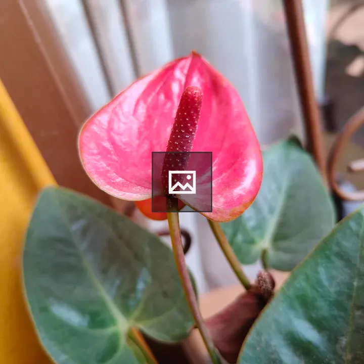 Pink anthurium flower