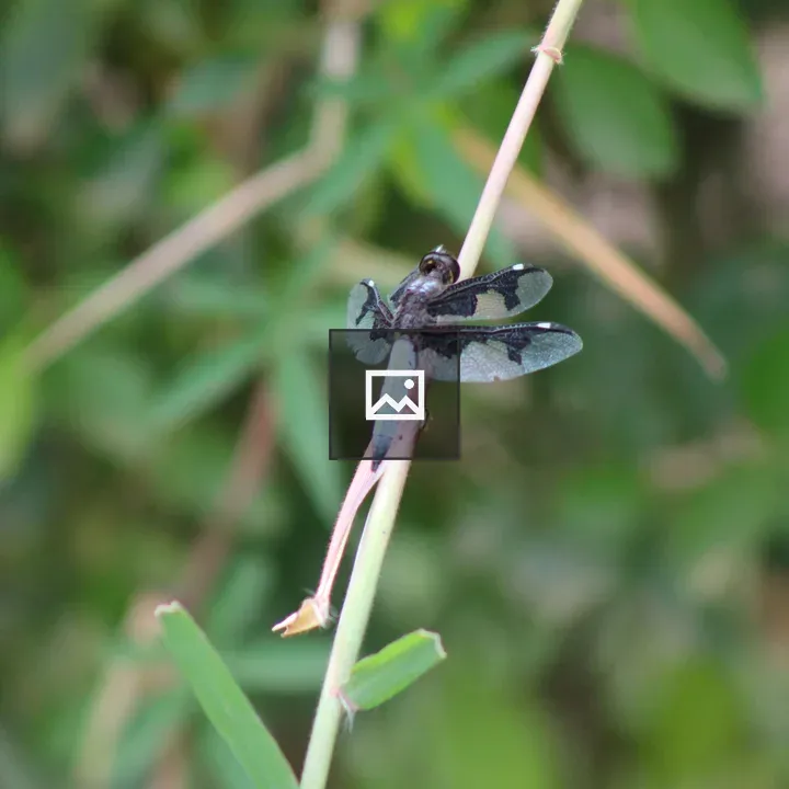 Dragonfly on Grass Shoot