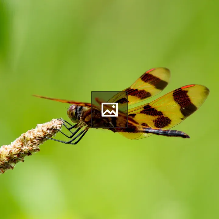 Dragonfly on Plant