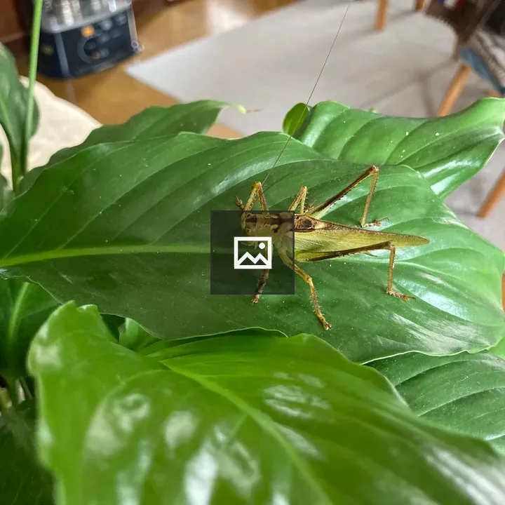 Tettigonia orientalis