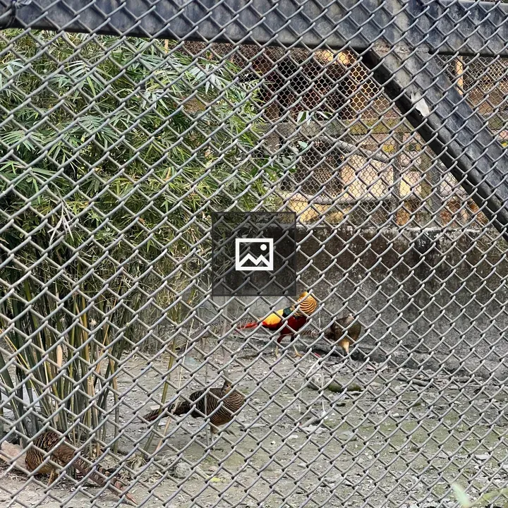 Golden Pheasants in Enclosure