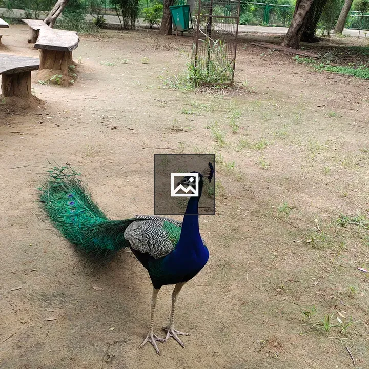 Peacock in Park
