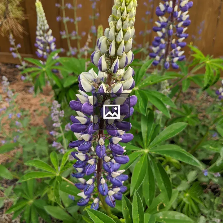 Washington lupine flower