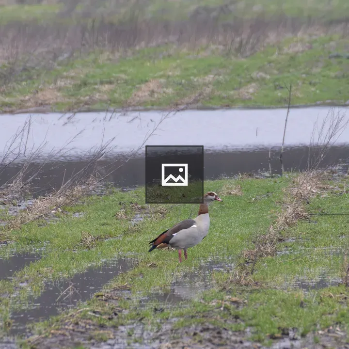 Egyptian goose on grass