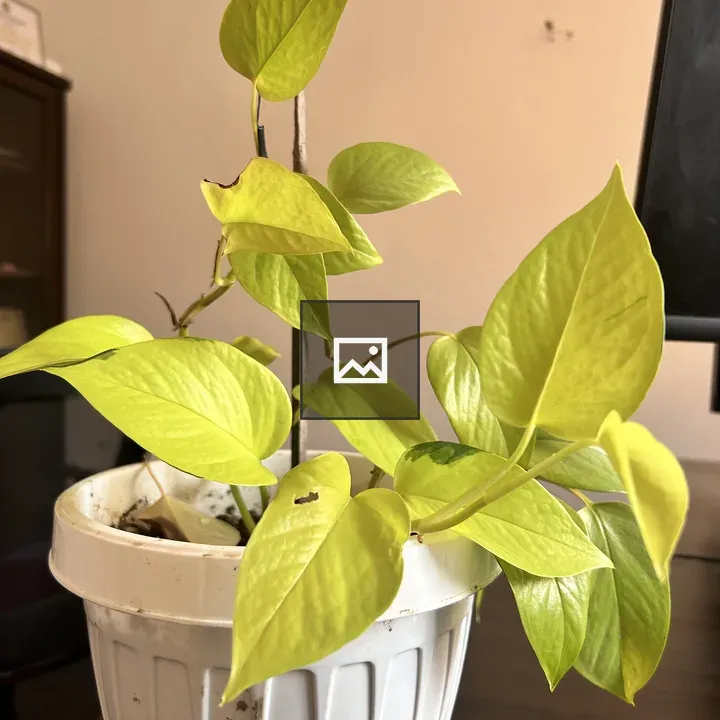 Money Plant in White Pot