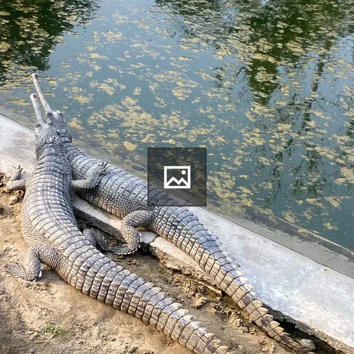 Two gharials on riverbank