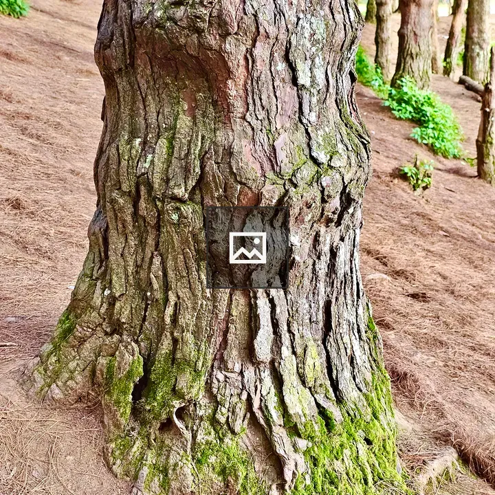 Pine Tree Trunk in Forest