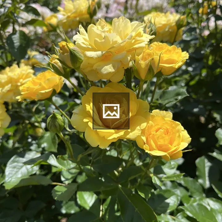 Yellow roses in garden