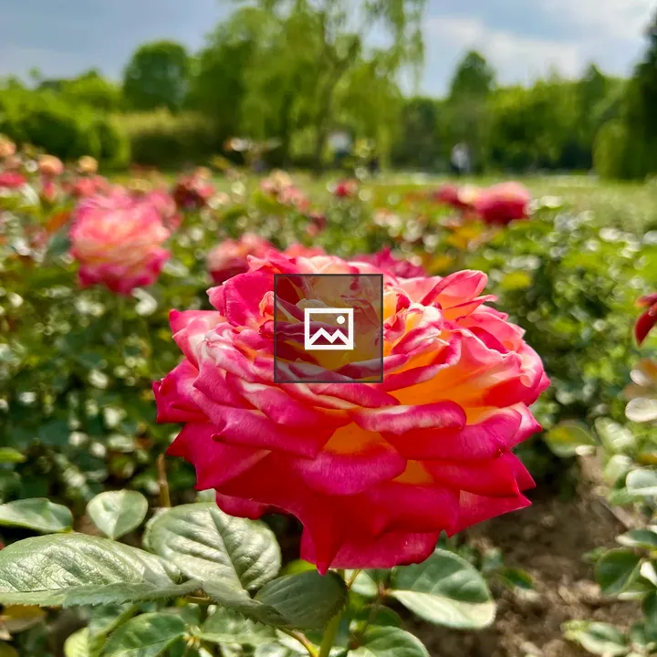 Pink and yellow rose in garden