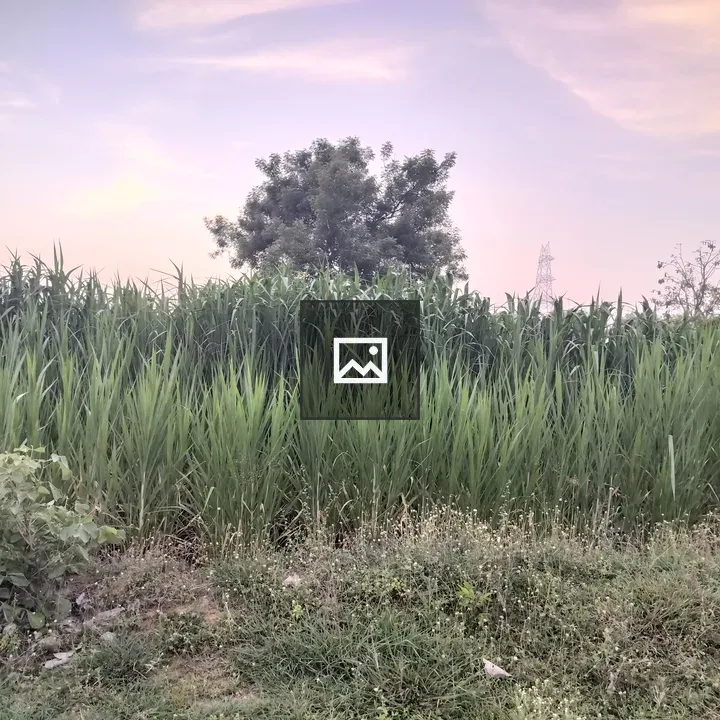 Countryside greenery scene