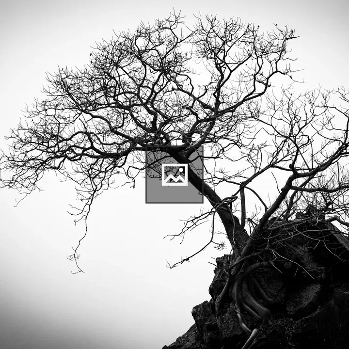 Leafless tree among rocks