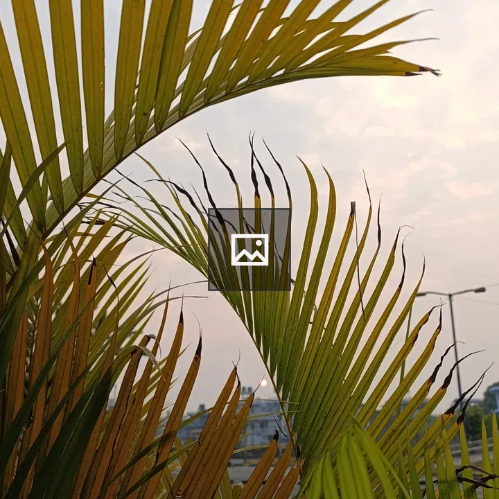 Palm Leaves at Sunrise