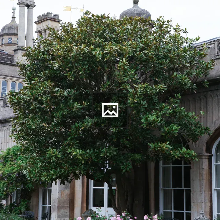 Green tree in front of stone building