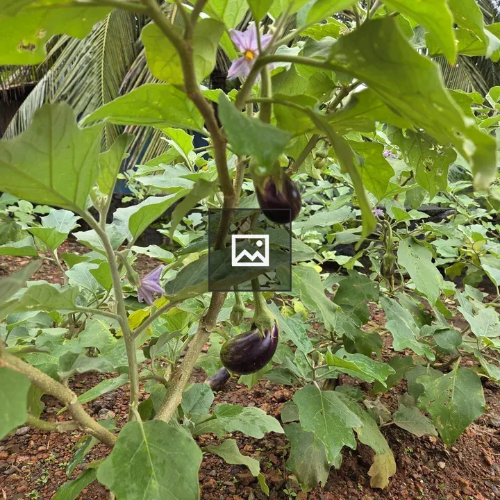 Eggplant Plant with Two Purple Eggplants