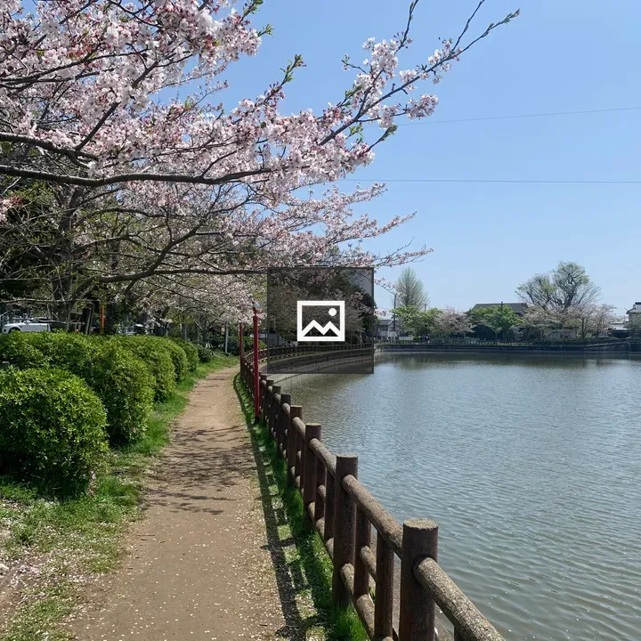 Cherry blossoms by lakeside