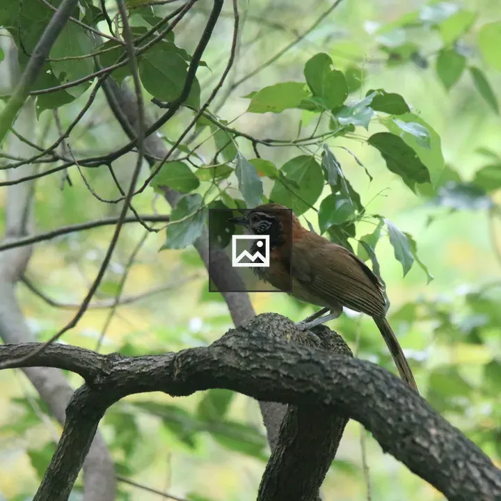 Greater Necklaced Laughingthrush perched