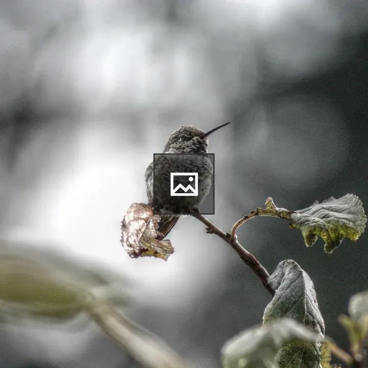Hummingbird on a twig