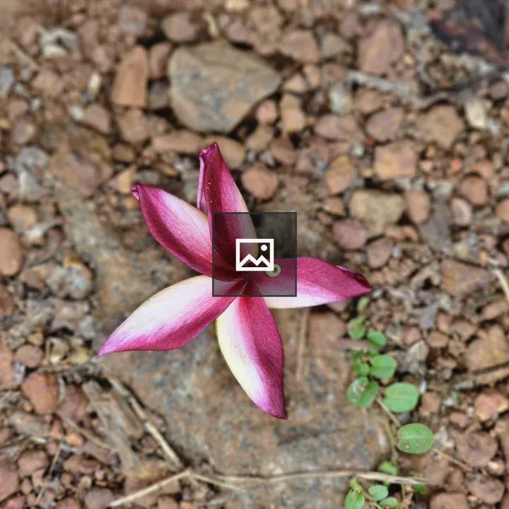 Plumeria Flower Close-up