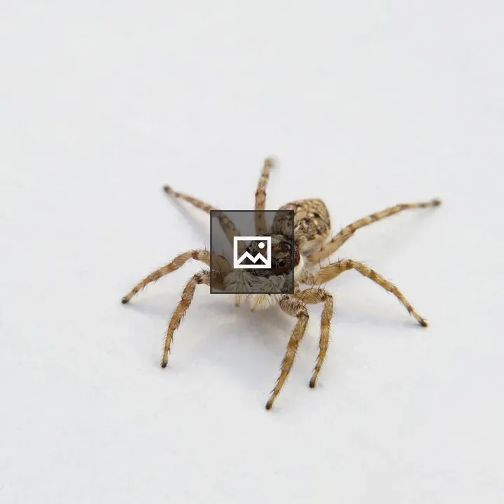 Macro shot of tiny jumping spider
