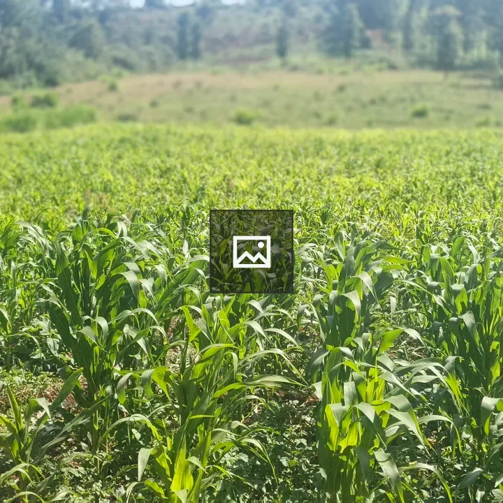 Young maize plants in field