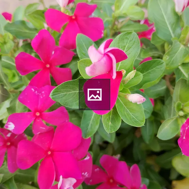 Bright pink periwinkle flowers