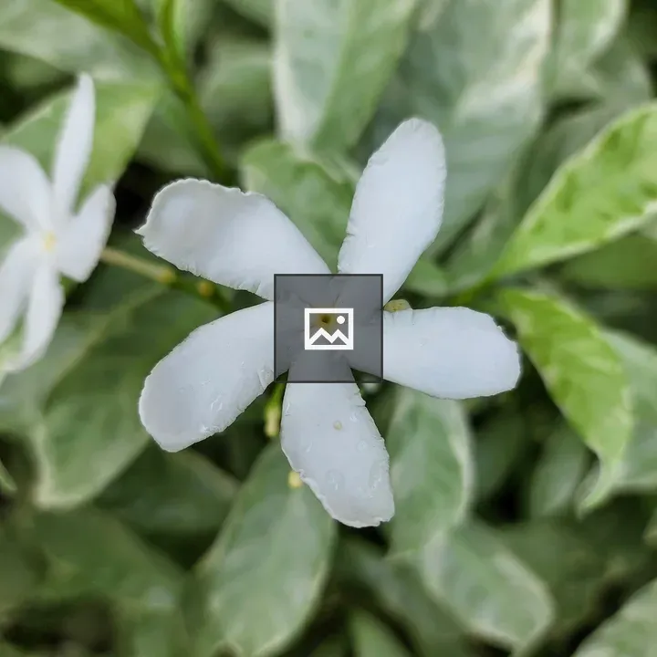 Crepe Jasmine Flower