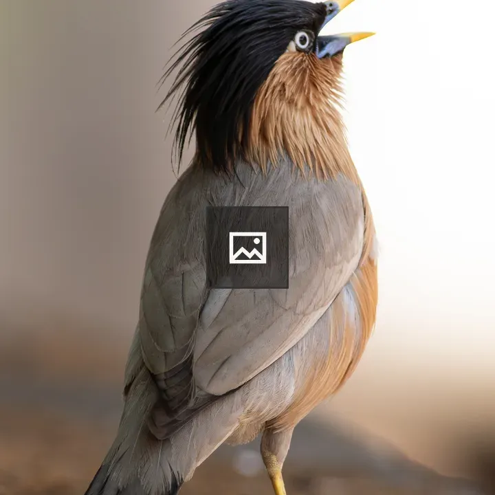Bird with Black Crest