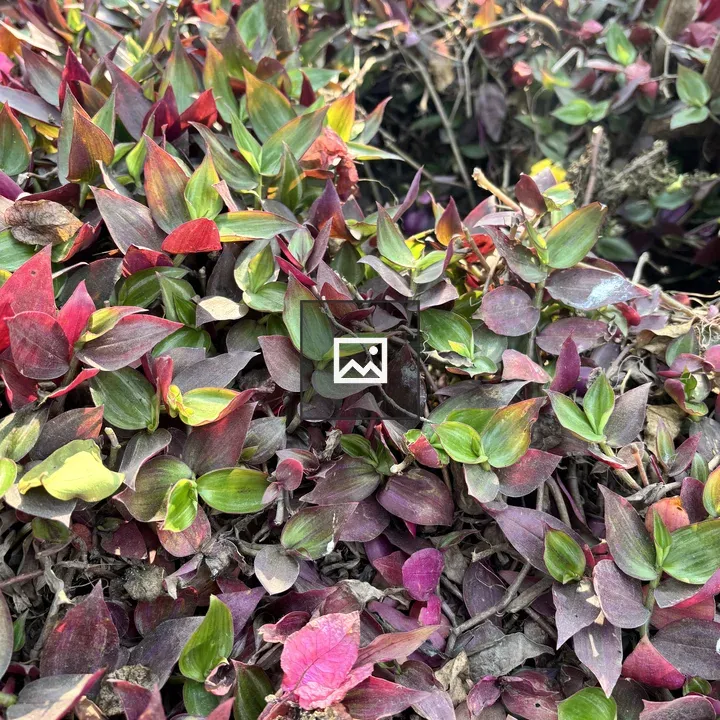 Dense colorful leaves