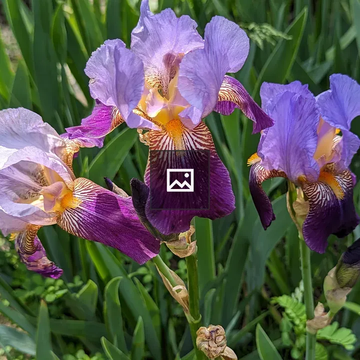 Purple irises in bloom