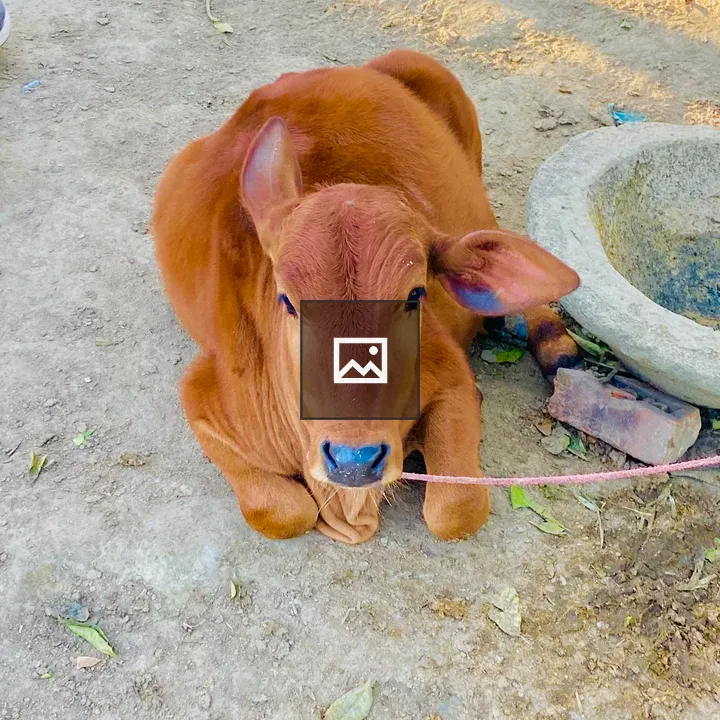 Calf lying on ground