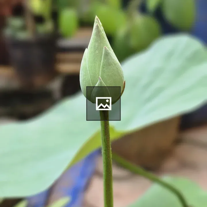 Lotus Bud in Green