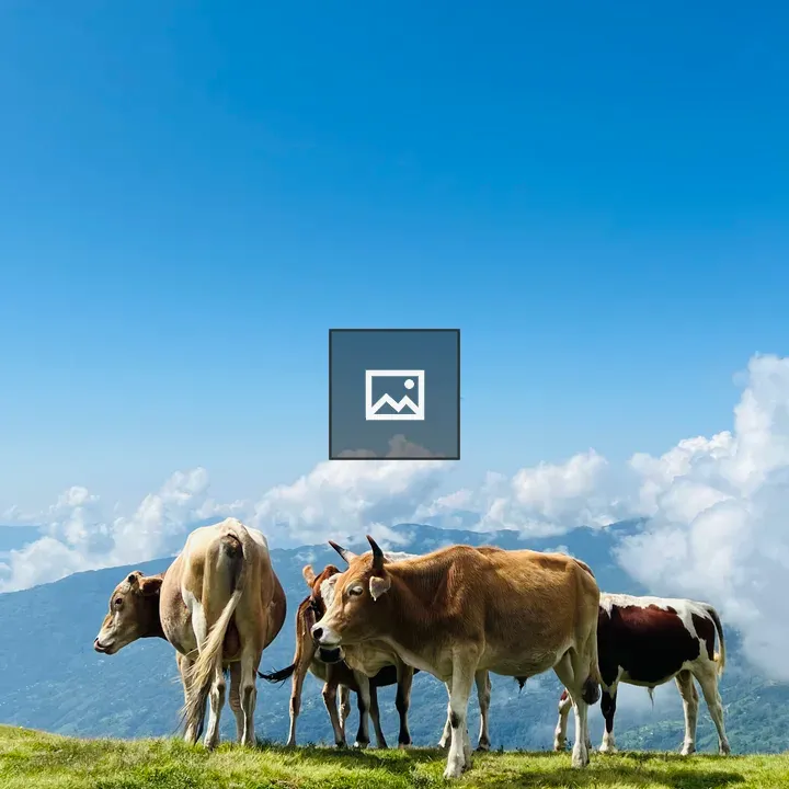 Cows in Mountain Grassland